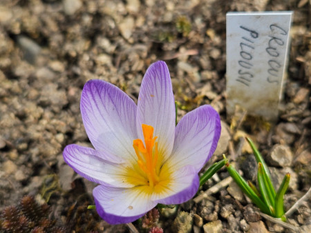 Crocus pilousii